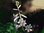 Notholirion thompsonianum